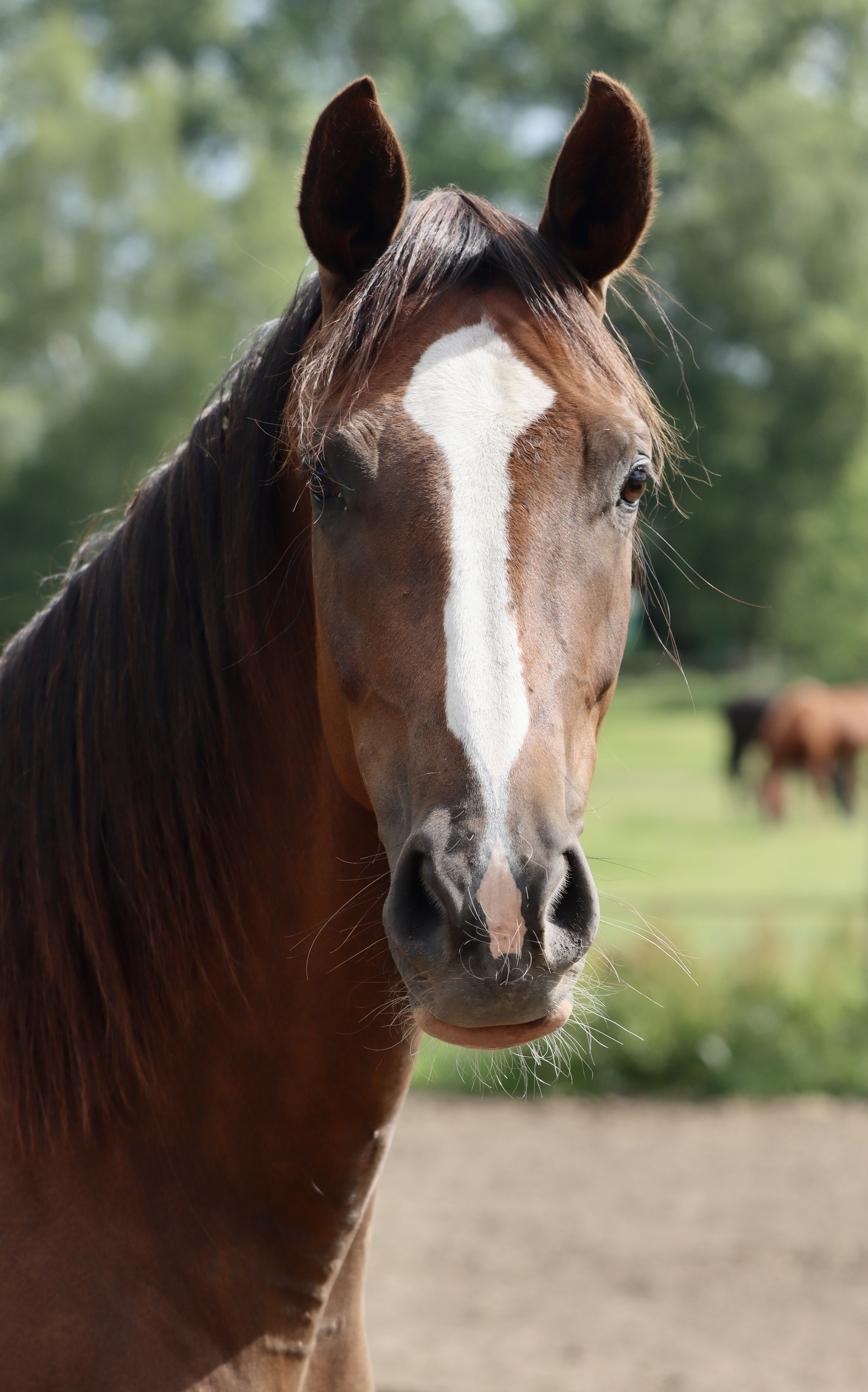 Lady AK Kopffoto